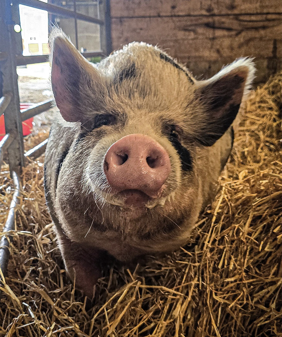 Animal Management