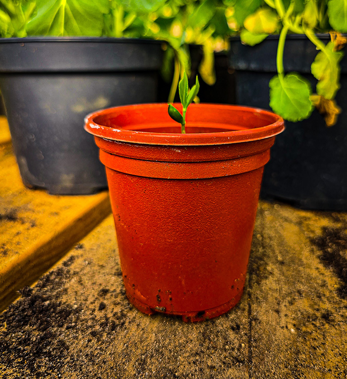 Horticulture at BLOS