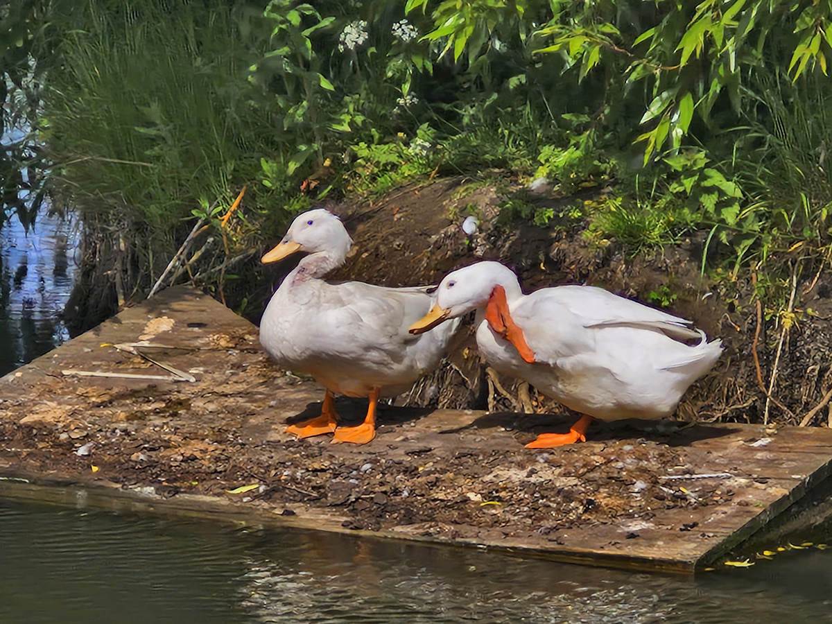 Ducks at Millbrook Horizons