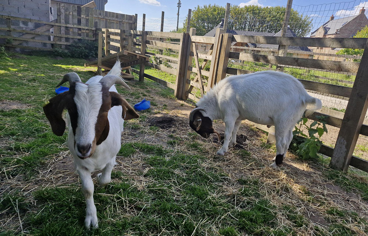 Goats at Millbrook Horizons