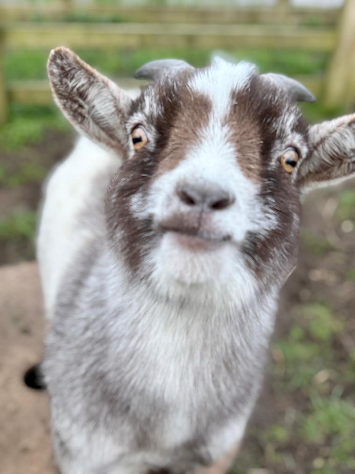 Funny Farm Feeder - Image 4