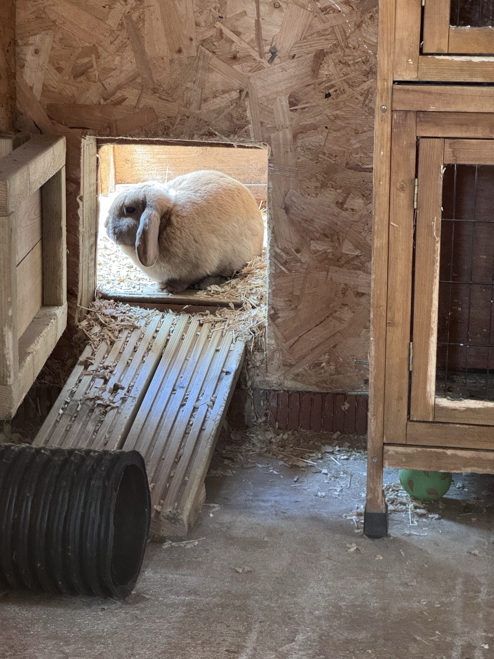 Funny Farm Feeder - Image 9