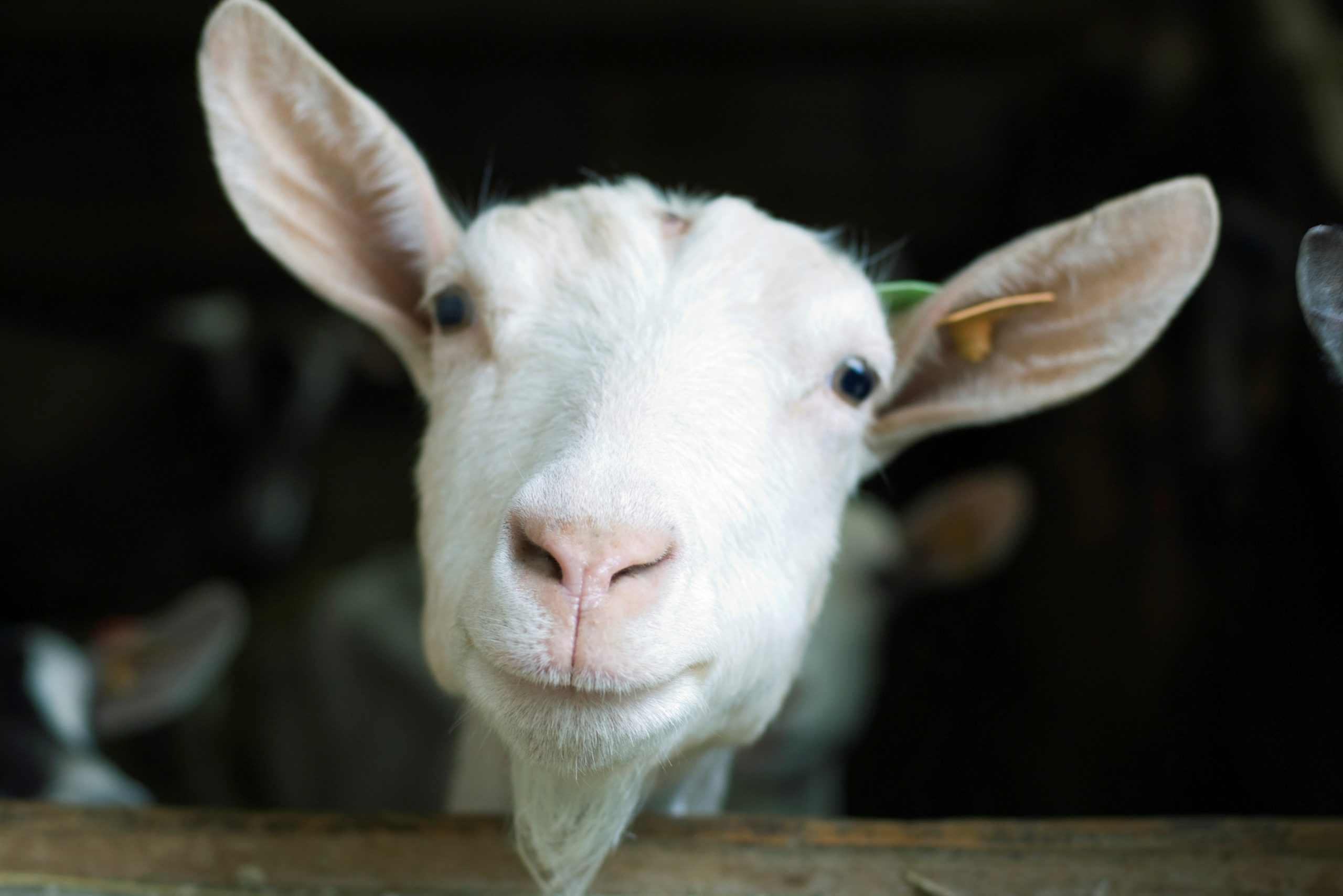 Funny Farm Feeder - Image 2